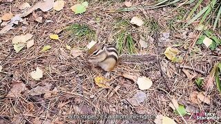 A walk in the forest park with my stepsister gets too hot