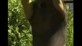 A man in the hayloft has fun with his long cock